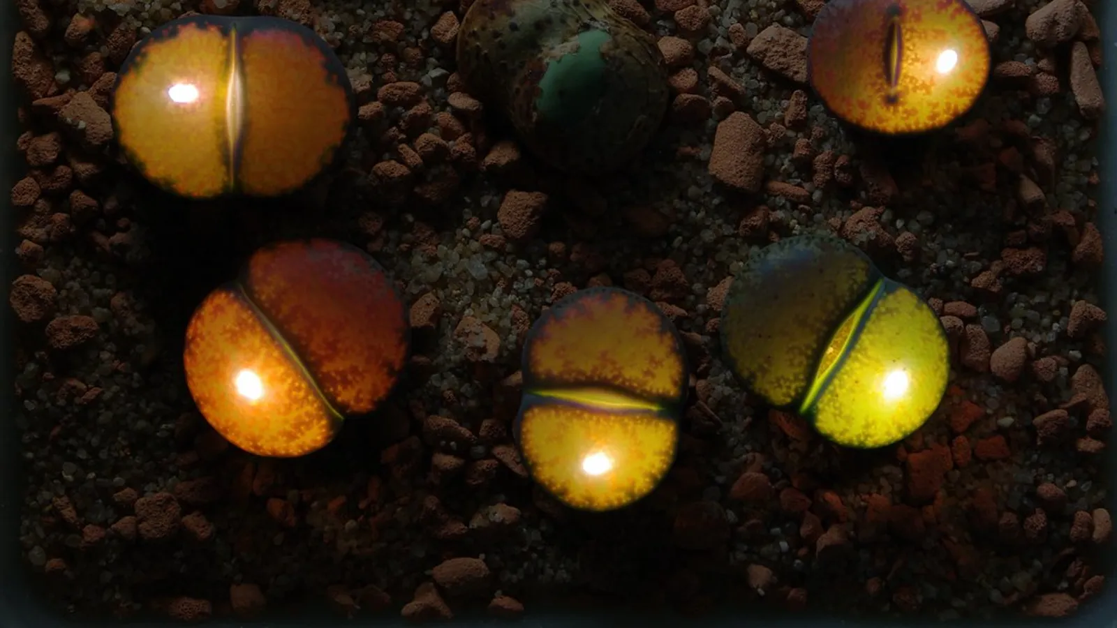 Des plantes cultivées sous des lampes dans une serre