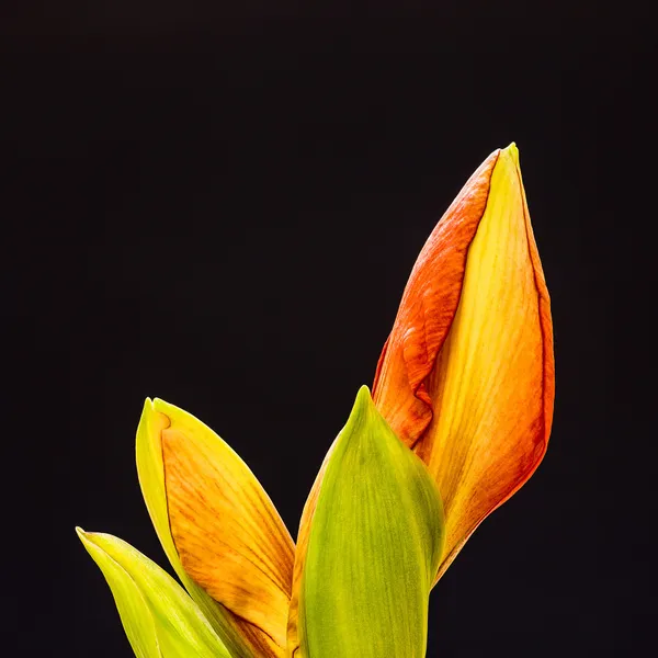 Des plantes d'intérieur en pot