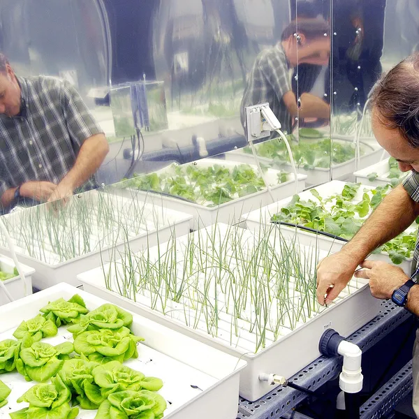 Des plantes cultivées en hydroponie, les racines baignant dans une solution nutritive.