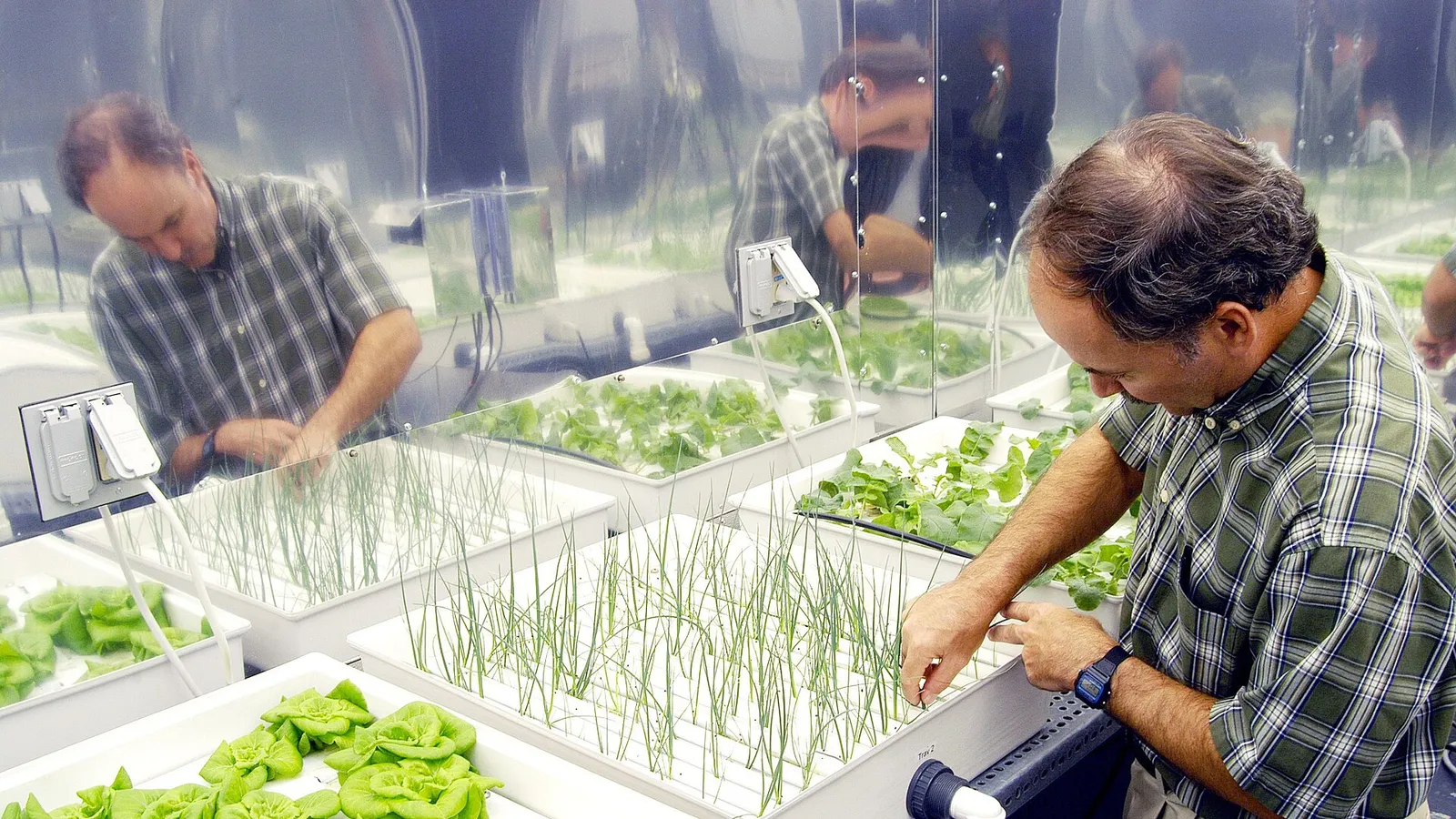 Des plantes cultivées en hydroponie, les racines baignant dans une solution nutritive.
