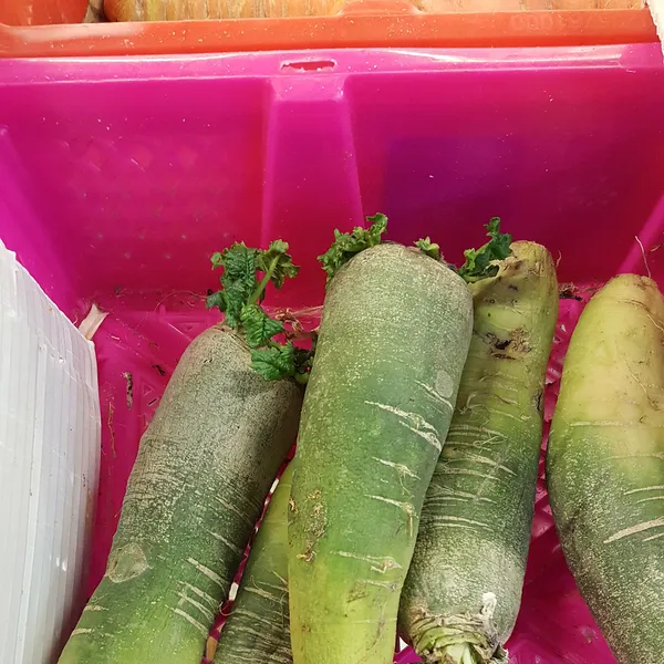 Des gousses de radis sur la plante