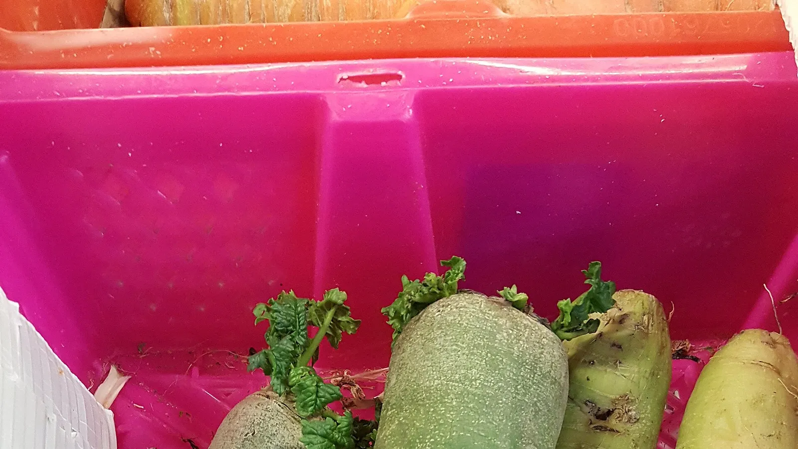 Des gousses de radis sur la plante