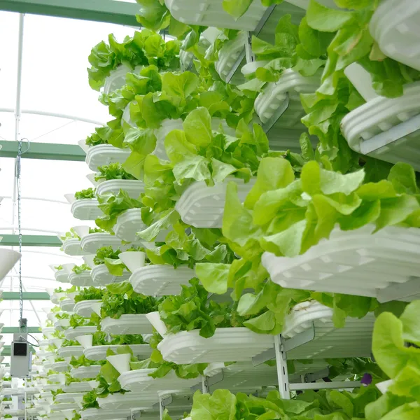 Des plantes cultivées en étages dans une ferme verticale