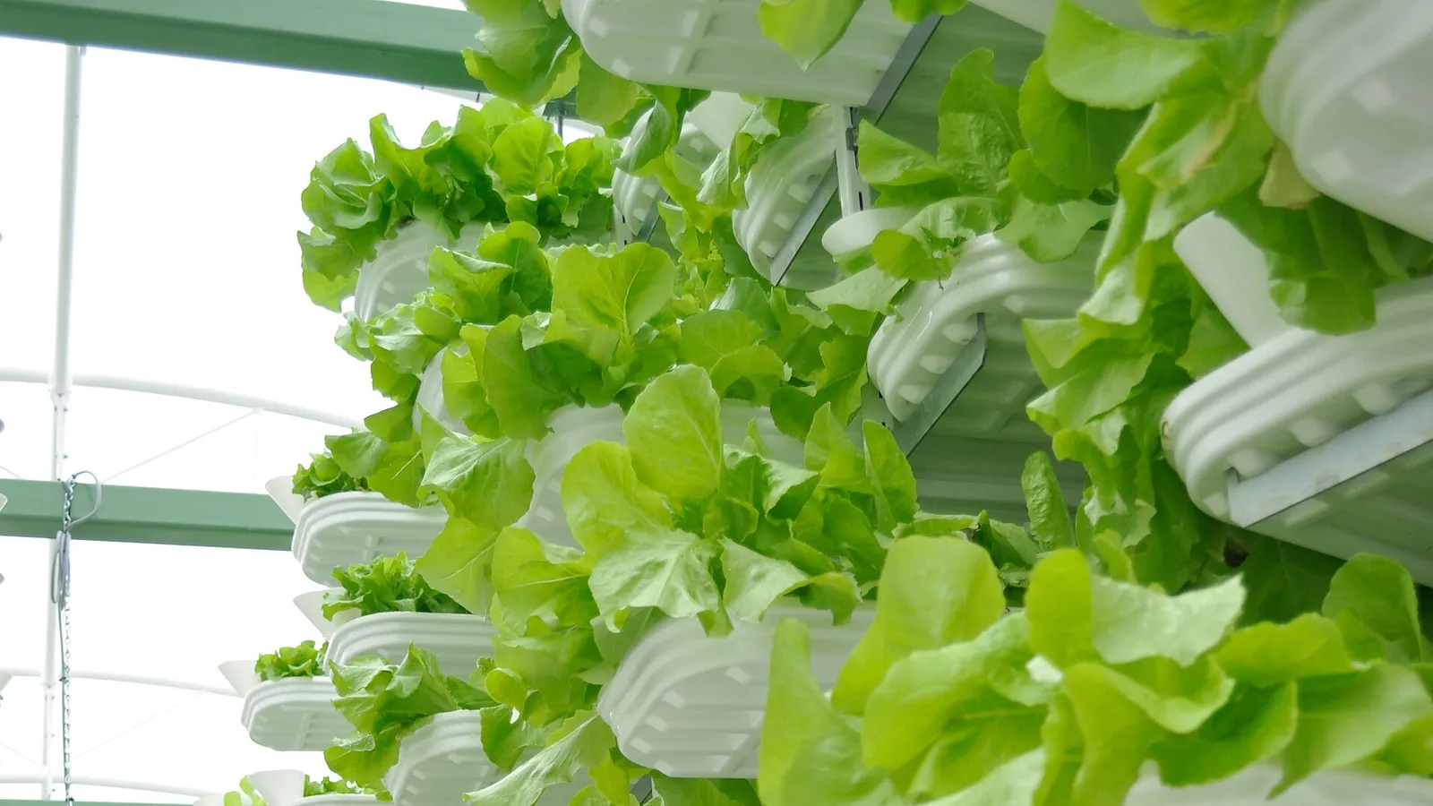 Des plantes cultivées en étages dans une ferme verticale